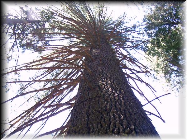 Calaveras tree