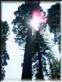 Calaveras Big Tree July04