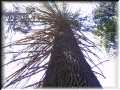 Calaveras tree