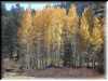 Aspens