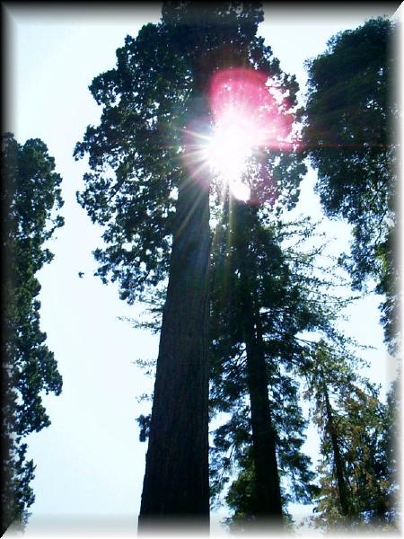 Calaveras Big Tree July04
