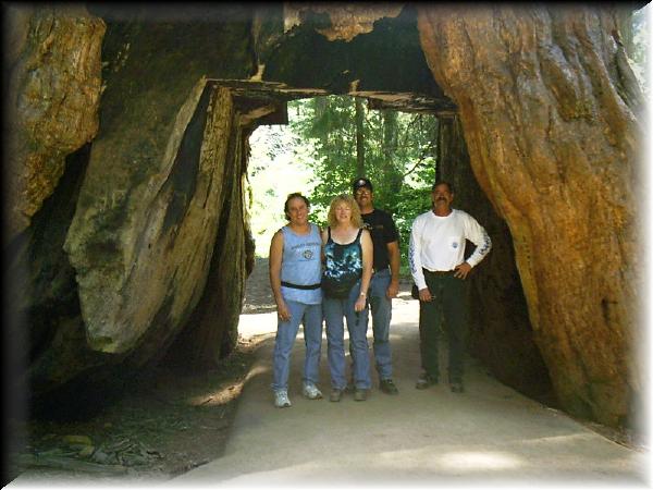 Inside Calaveras bigtree