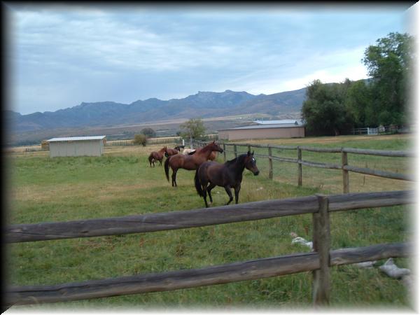 elko 2004 089
